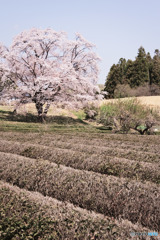 岩淵の一本桜