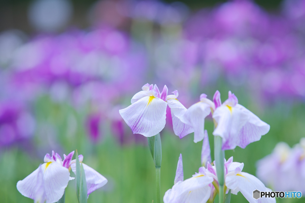 ときがわ花菖蒲園