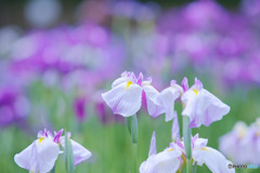 ときがわ花菖蒲園