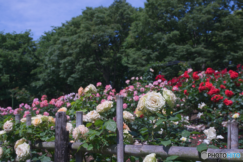砧公園