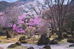 長泉院
