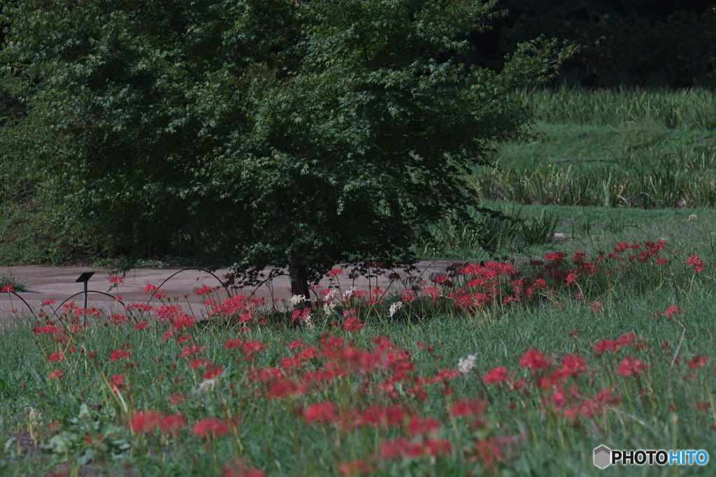 吹上しょうぶ公園