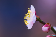 梅
