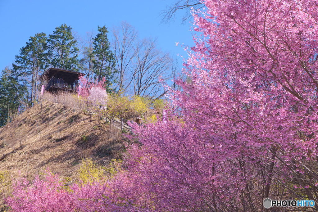 花桃の郷