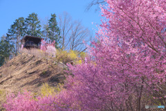 花桃の郷