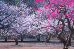 光が丘公園の梅園