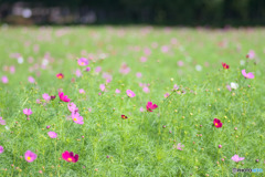 みよし花街道のコスモス
