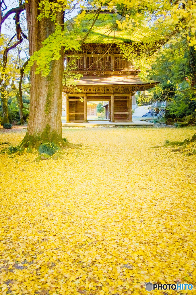 広徳寺、敷銀杏