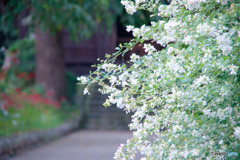 萩と彼岸花