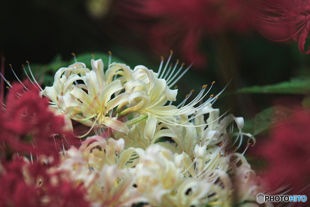 神代植物公園水生植物園