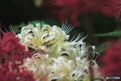 神代植物公園水生植物園