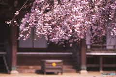 宝幢寺の枝垂れ桜
