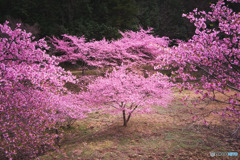 桃木農村公園の河津桜