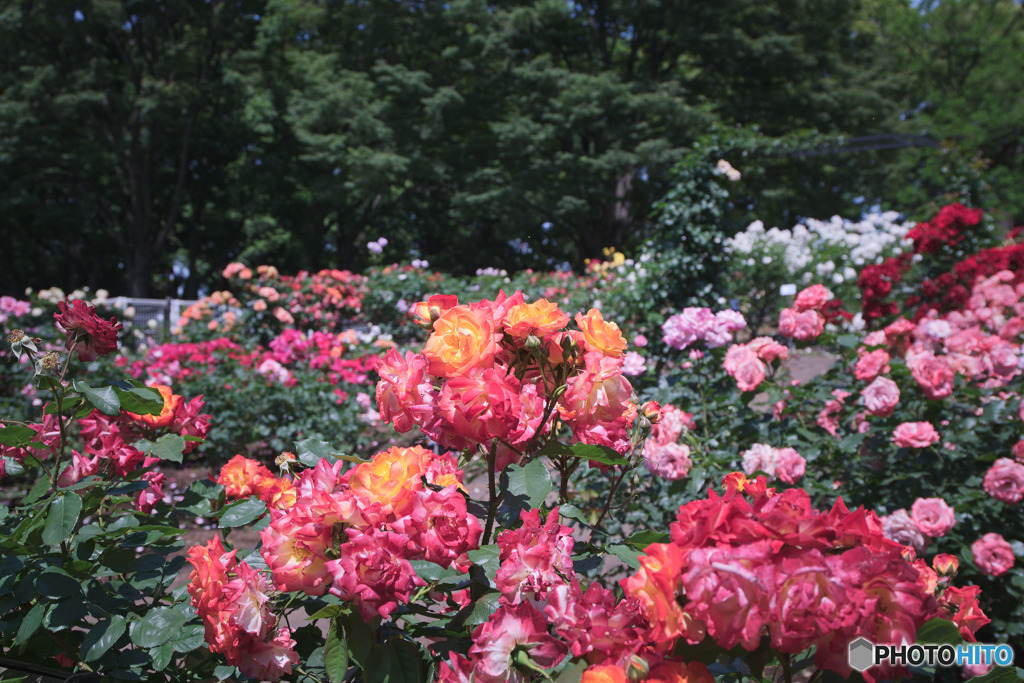 砧公園