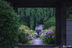 地蔵院