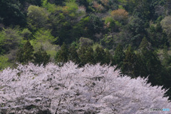 虎山の千本桜