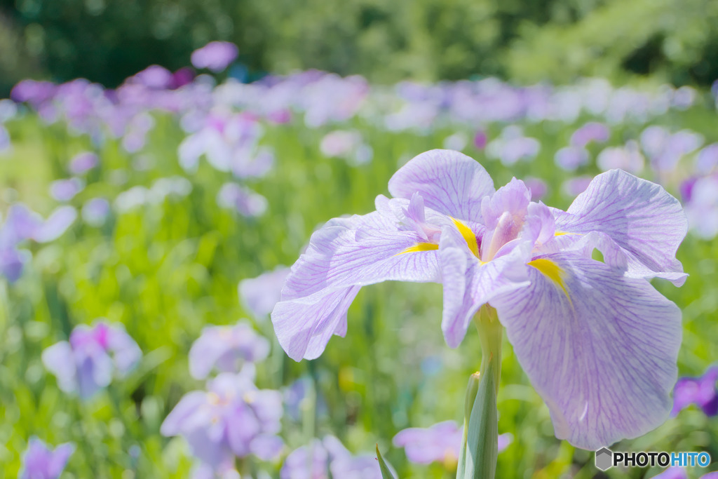 智光山公園の花菖蒲