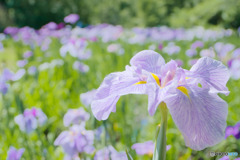 智光山公園の花菖蒲