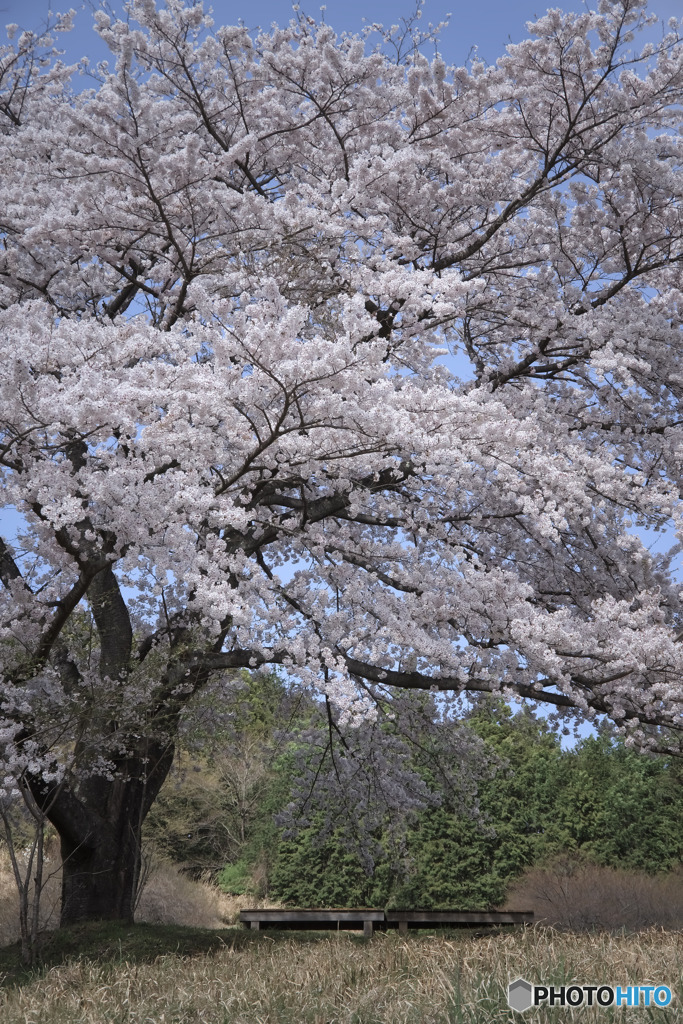 八徳の一本桜