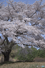 八徳の一本桜