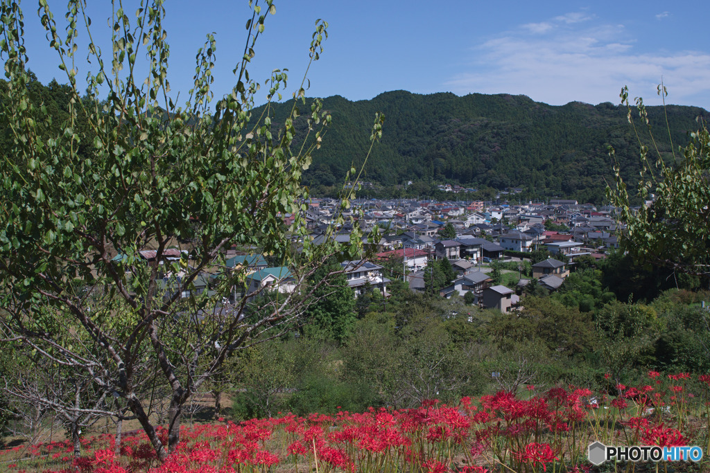 梅の公園