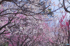 大宮第二公園の梅園が見頃です