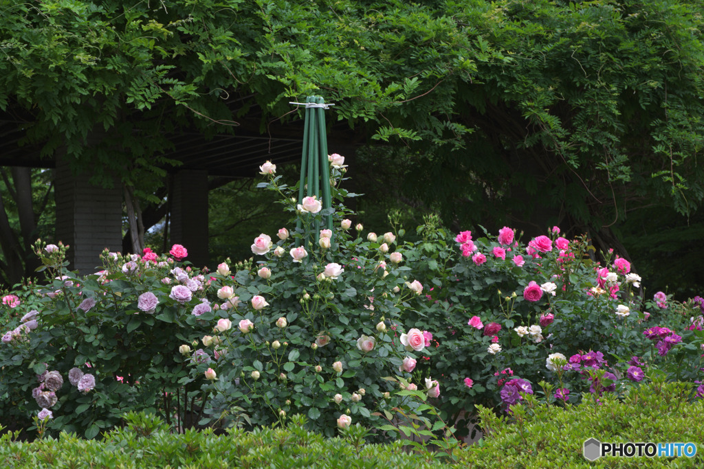 所沢航空記念公園