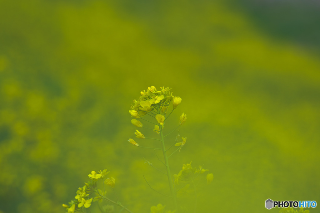 菜の花