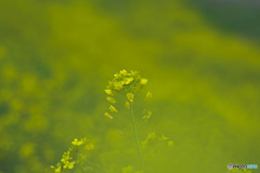 菜の花