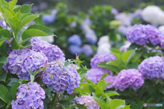 浜崎黒目花広場