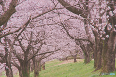 釘無桜づつみ