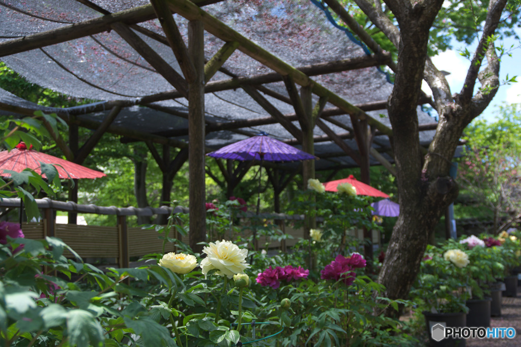 町田ぼたん園