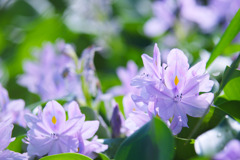 下八ツ林の花畑