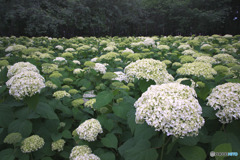 相模原北公園
