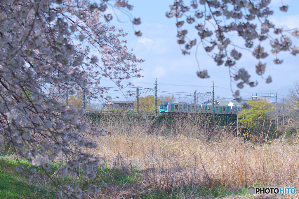 入間リバーサイドの桜並木