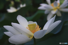 寿中央公園
