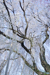透明感