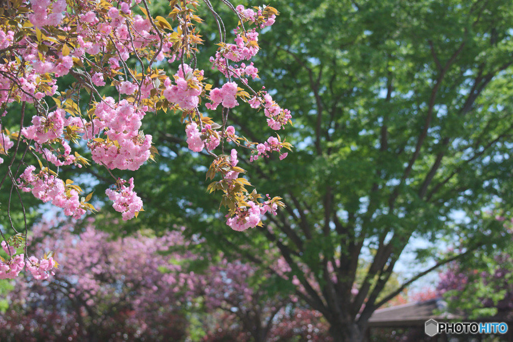 川越水上公園