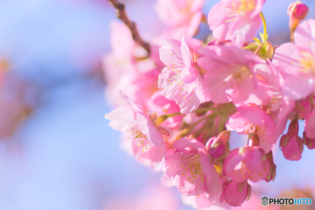 河津桜