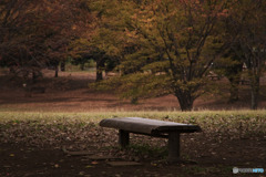所沢、航空公園の秋