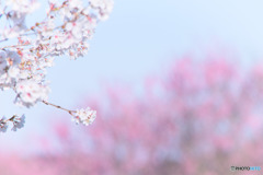 桜と花桃