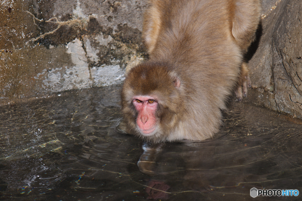 智光山公園こども動物園