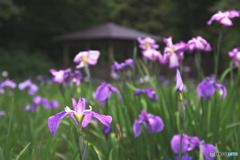生田緑地