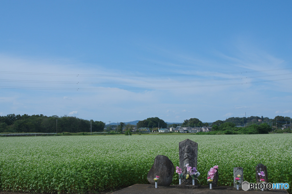 大類の蕎麦畑