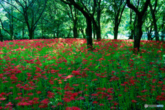 野川公園の彼岸花