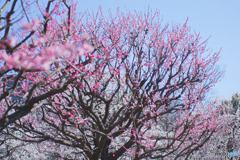 相模原北公園