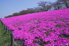 荒川桜堤緑地