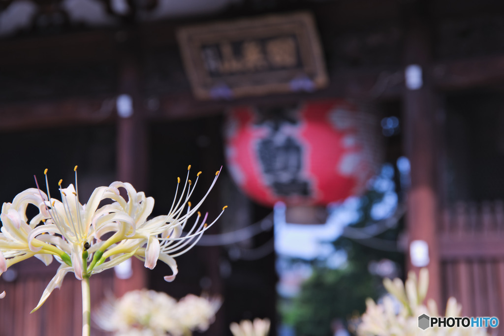 総持寺の白彼岸花