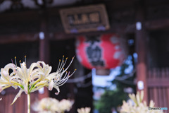 総持寺の白彼岸花
