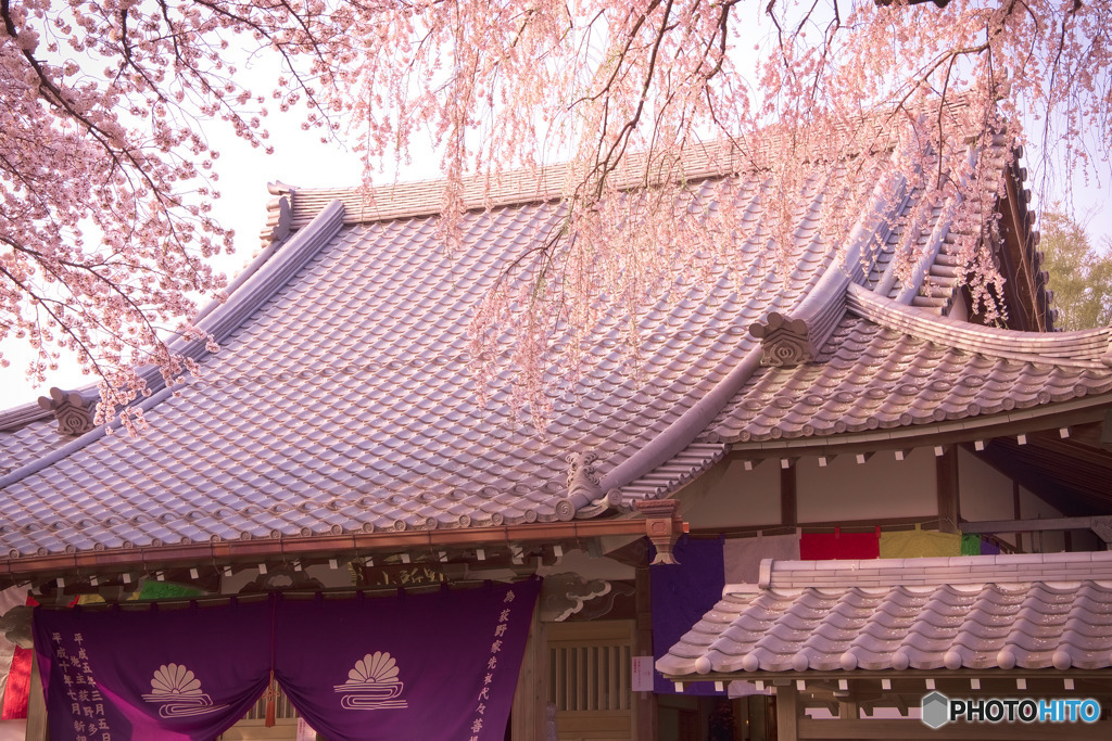 枝垂れ桜の寺